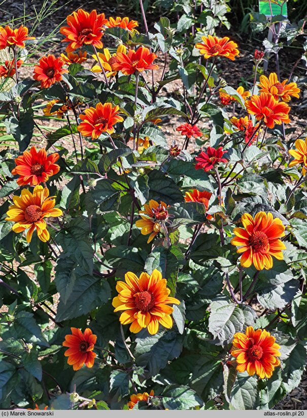 Heliopsis scabra Red Shades