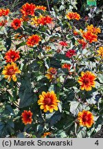 Heliopsis scabra Red Shades