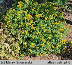 Hypericum kalmianum (dziurawiec Kalma)