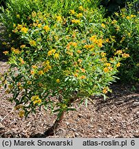 Hypericum kalmianum (dziurawiec Kalma)