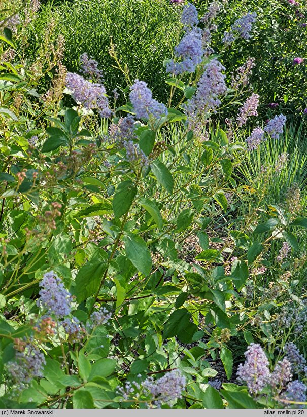 Ceanothus ×delilianus Gloire de Versailles