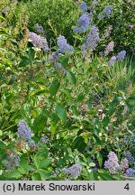 Ceanothus ×delilianus Gloire de Versailles