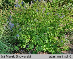 Ceanothus ×delilianus Gloire de Versailles