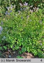 Ceanothus ×delilianus Gloire de Versailles