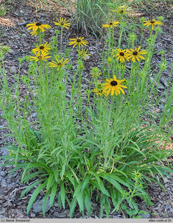 Rudbeckia missouriensis (rudbekia missouryjska)