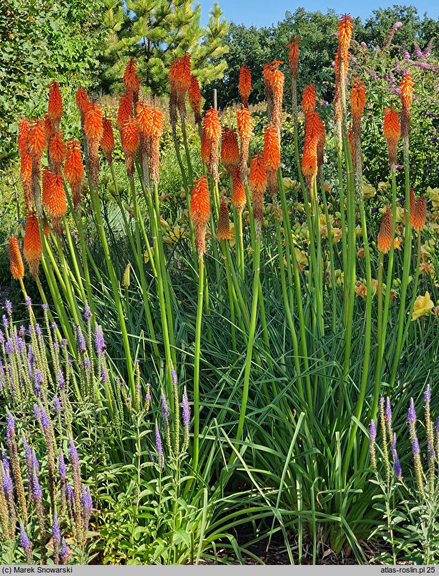 Kniphofia Alcazar