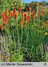 Kniphofia Alcazar