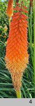 Kniphofia Alcazar