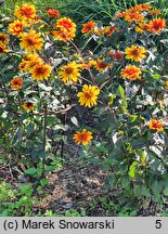 Heliopsis scabra Bleeding Heart