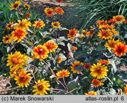 Heliopsis scabra Bleeding Heart