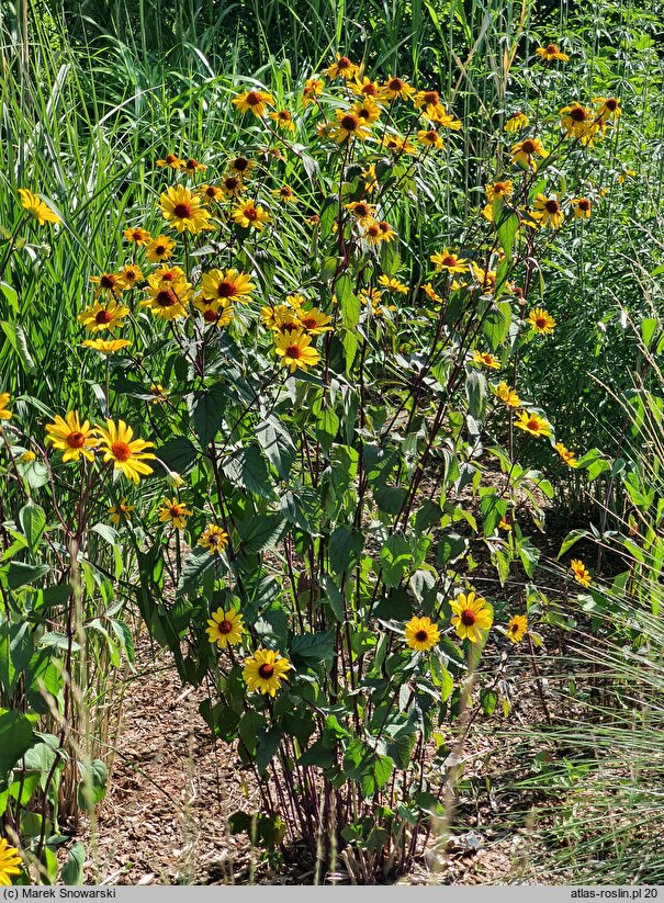 Heliopsis scabra Summer Nights