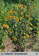 Heliopsis scabra Summer Nights