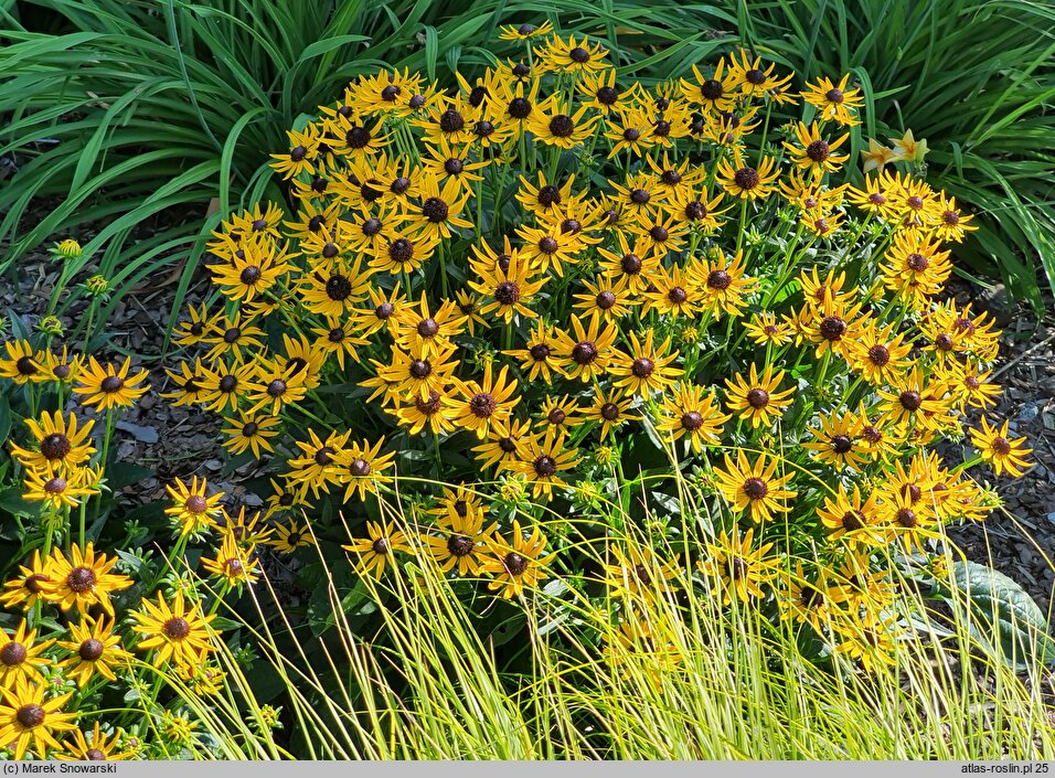 Rudbeckia fulgida Little Goldstar