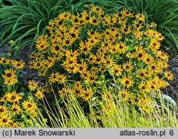 Rudbeckia fulgida Little Goldstar