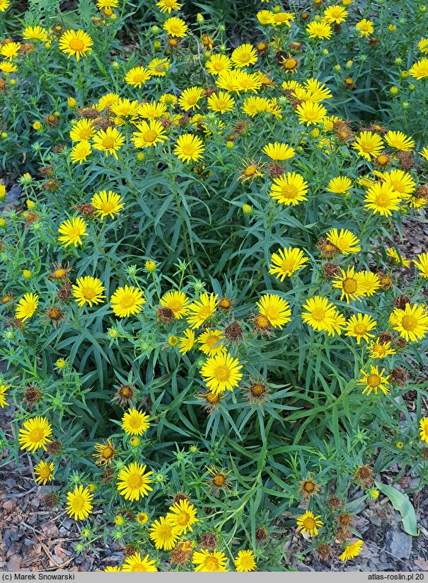 Buphthalmum salicifolium Golden Yellow