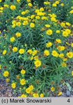 Buphthalmum salicifolium Golden Yellow