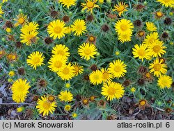 Buphthalmum salicifolium Golden Yellow