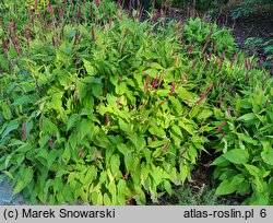 Polygonum amplexicaule Golden Arrow