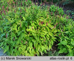 Polygonum amplexicaulis Golden Arrow