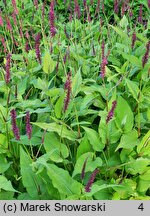 Polygonum amplexicaule Golden Arrow