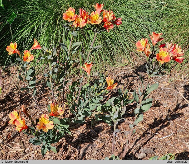 Alstroemeria aurea Tesronto