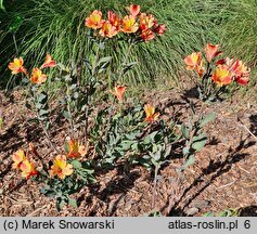 Alstroemeria aurea Tesronto