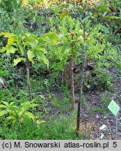 Arisaema serratum var. serratum (arizema piłkowana)