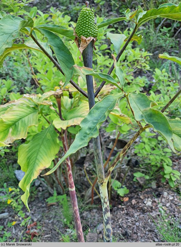 Arisaema serratum var. serratum (arizema piłkowana)