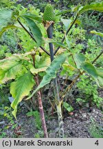 Arisaema serratum var. serratum (arizema piłkowana)