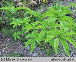 Sauromatum guttatum (pałczycha kroplista)