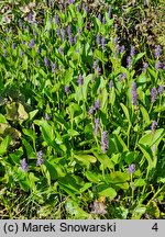 Pontederia cordata (rozpław sercowaty)