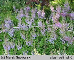 Astilbe taquetii (tawułka mieszańcowa)