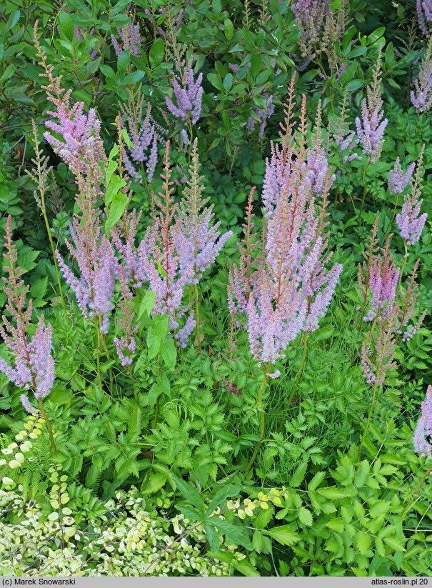 Astilbe taquetii (tawułka mieszańcowa)