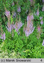 Astilbe taquetii (tawułka mieszańcowa)