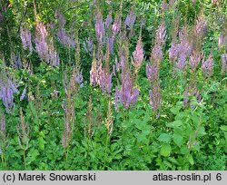 Astilbe taquetii (tawułka mieszańcowa)