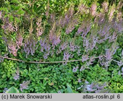 Astilbe taquetii (tawułka mieszańcowa)