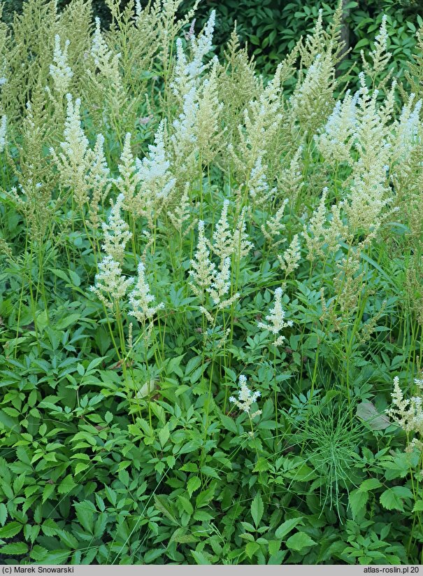 Astilbe Diamant