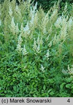 Astilbe Diamant