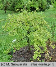 Exochorda ×macrantha (obiela mieszańcowa)