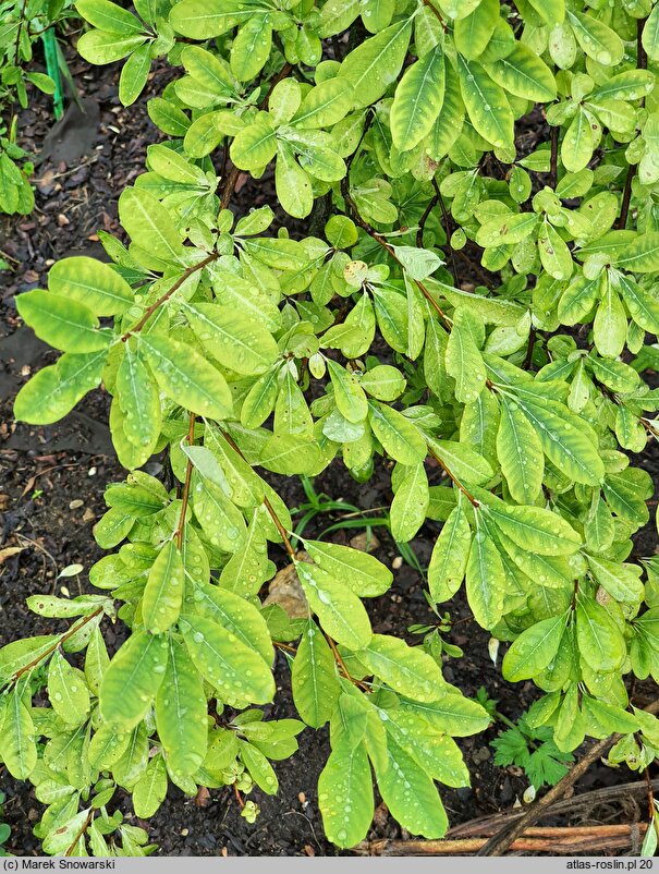 Exochorda ×macrantha (obiela mieszańcowa)