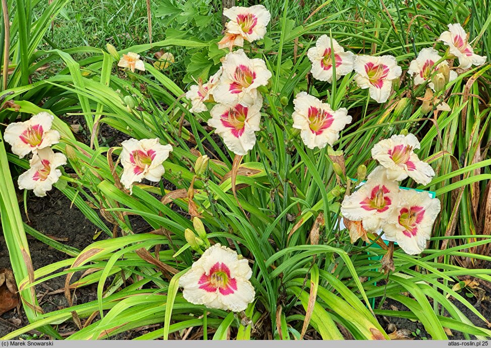 Hemerocallis ×hybrida Siloam Gumdrop