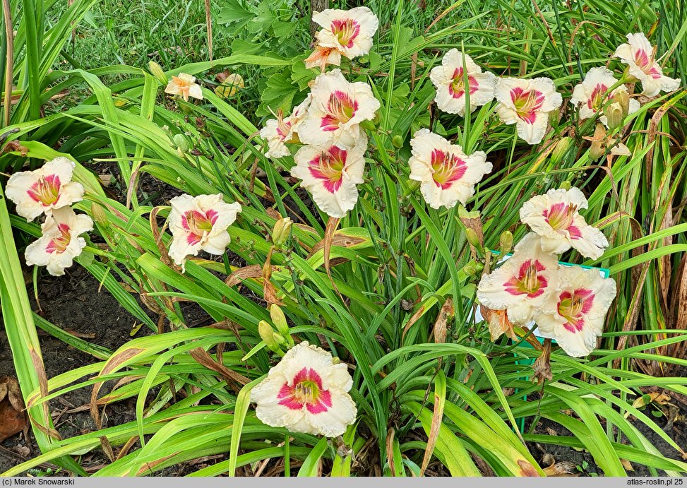 Hemerocallis Siloam Gumdrop