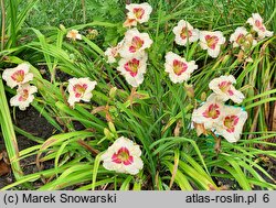 Hemerocallis ×hybrida Siloam Gumdrop