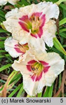 Hemerocallis ×hybrida Siloam Gumdrop