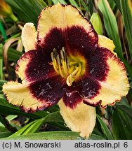 Hemerocallis ×hybrida Crazy Ivan