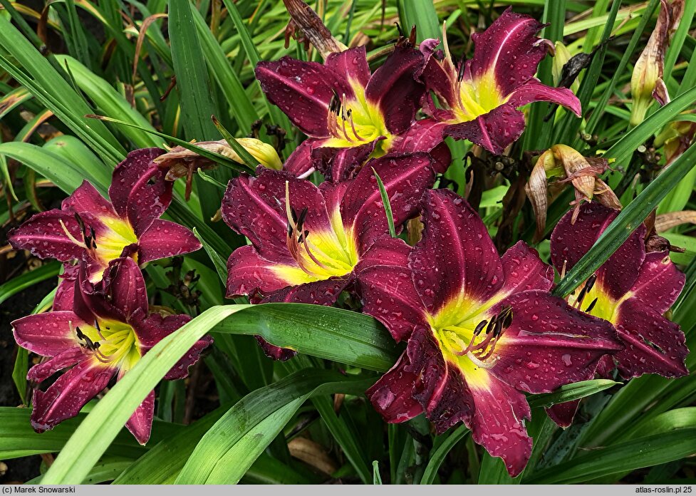 Hemerocallis ×hybrida Violet Hour