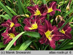 Hemerocallis ×hybrida Violet Hour