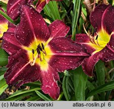 Hemerocallis ×hybrida Violet Hour