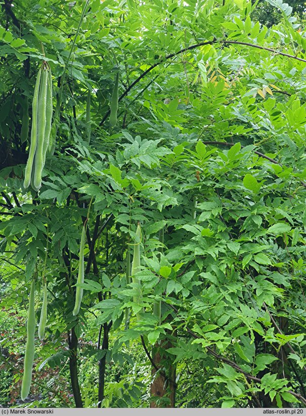 Wisteria sinensis Alba