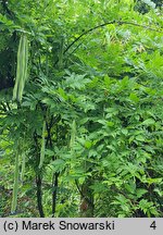 Wisteria sinensis Alba